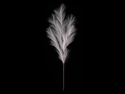 Pampas tráva 77 cm, krémová