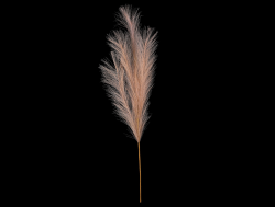 Pampas tráva 77 cm, světle hnědá