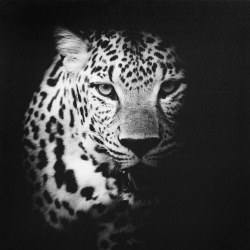 Leopard, 50x50 cm